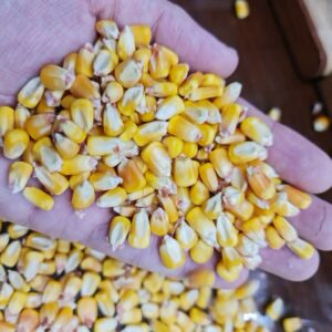 Yellow Maize/Corn