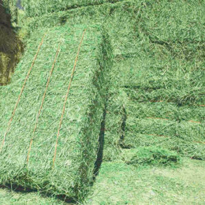 Premium Alfalfa Hay