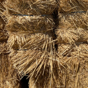 Arizona Straw 3 String